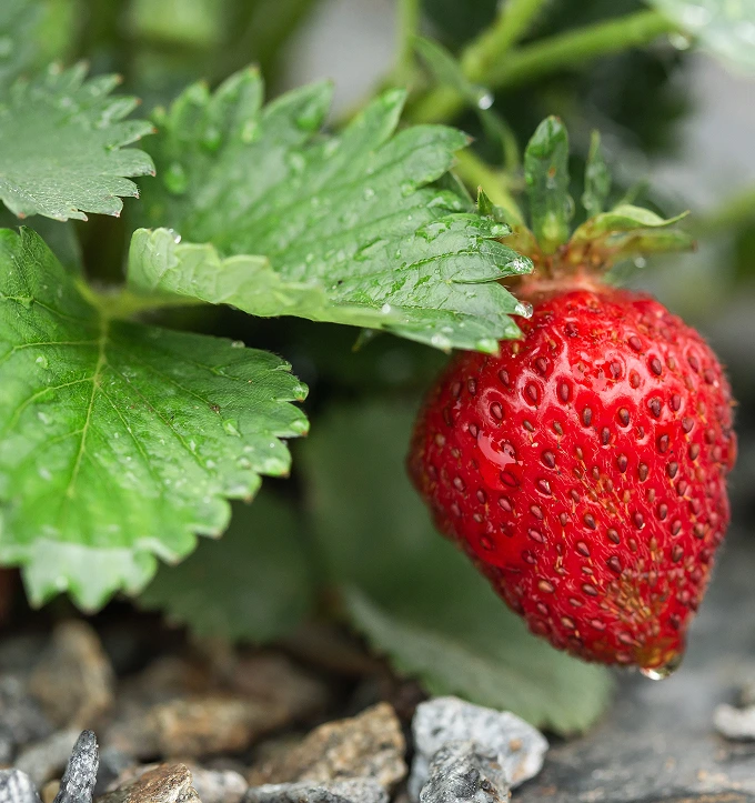 fraises_4_saisons
