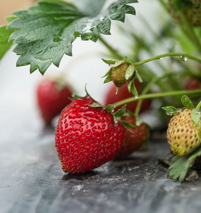fraisiers_serres_barreau