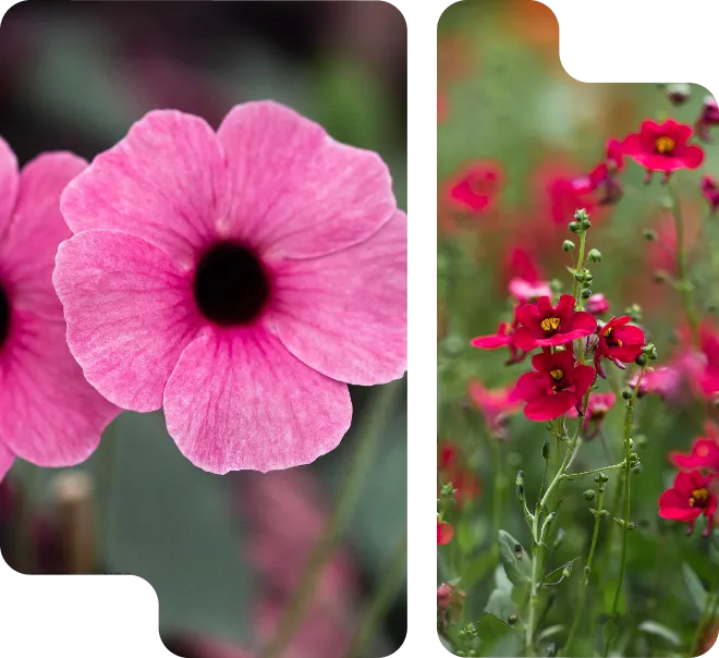 fleurs_serres_barreau