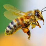 la semaine des abeilles