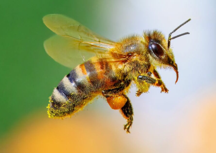 la semaine des abeilles