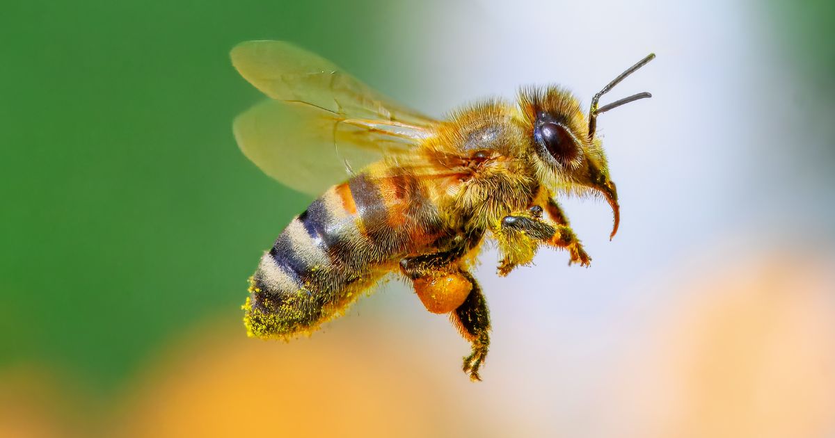 la semaine des abeilles